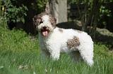 LAGOTTO 008